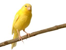 Si tienes una pareja de canarios los harás sentir mejor a ambos y estro provocará que canten más