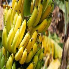beneficios de la banana para mujeres